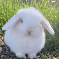 بچه خرگوش لوپ
