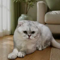 گربه بریتیش شورت‌هیر/فولد اصیل