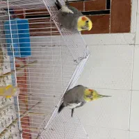 پرنده