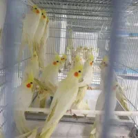 مرکز خرید و فروش پرنده زینتی عروس هلندی کوتوله