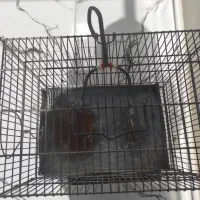 قفس پرنده