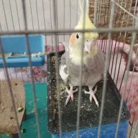 عروس هلندی گ م ش ده