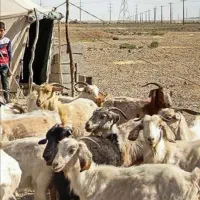 شیر گوسفندی تازه کره کشک