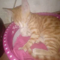 بچه گربه خانگی