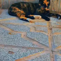 واگذاری گربه مادرودوبچه اش