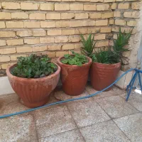 گلدان