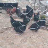 مرغ تخمگذار استرالیایی بشرط هر روز تخم میکنن