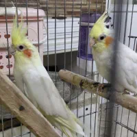 عروس هلندی و جوجه گرنچیک