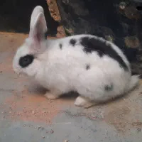 خرگوش اهلی