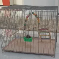 قفس پرنده