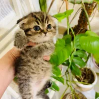 اسکاتیش بلک گلد