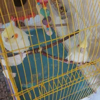 جفت عروس هلندی معاوضه با گیرینجک اهلی