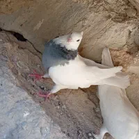 پرنده