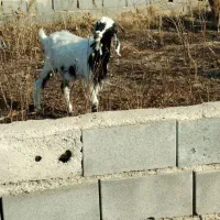 بز دودندون دوماهه آبستن