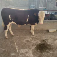گاوچاق گوساله شرابی چاق