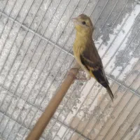 جوجه سهره قناری