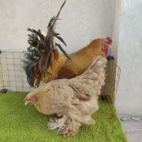 تخم نطفه دار وجوجه مرغ برهمایی نژاد اصلی