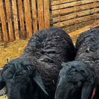 بره ماده هترو/همو