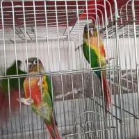 گرینچیک دستی