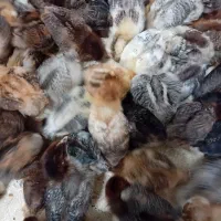 جوجه مرغ گلپایگان