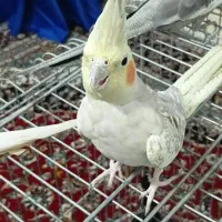 عروس هلندی ماده