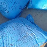 کودسفیددون ریز ودروشت
