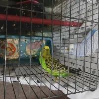 مرغ عشق ۵تا بزرگ ۲ تا جوجه