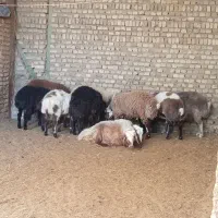 فروش گوسفند زنده گوشتی