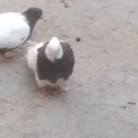 کبوتر