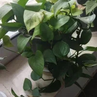 گل طبیعی|گل و گیاه طبیعی|آباده, |دیوار