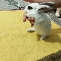 خرگوش