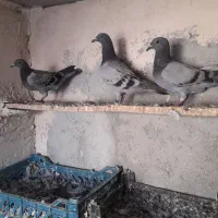 سه عدد جوجه صید شده تاوار