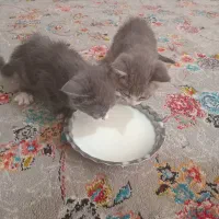 گربه
