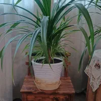 گیاه سر حال پر جوانه آماده خاک