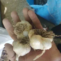 سیر