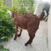 س یک عدد بزغاله چهار ماه