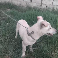نژاددوورمن