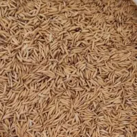 بذر شالی فجر سوزنی