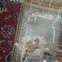 سهره