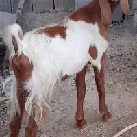 کره نر و ماده