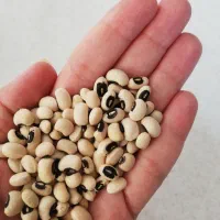 لوبیا چشم بلبلی ممتاز