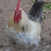 حراج خروس پر پا ، زیبا و جوان