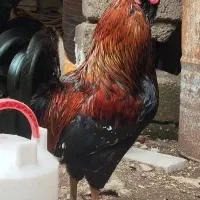 خروس