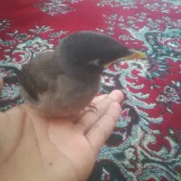 جوجه مینا پاکستانی اصل