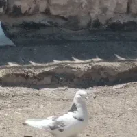 چند عدد کفتر حسابی