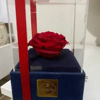 گل جاودان موزیکال