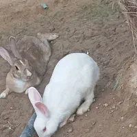 خرگوش نر و ماده