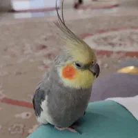 گمشده