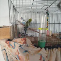 یک جفت مرغ عشق همراه ۶تخم