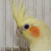 نروماده سه تا تخم ویک جوجه یک ماه وقفس و لوازم